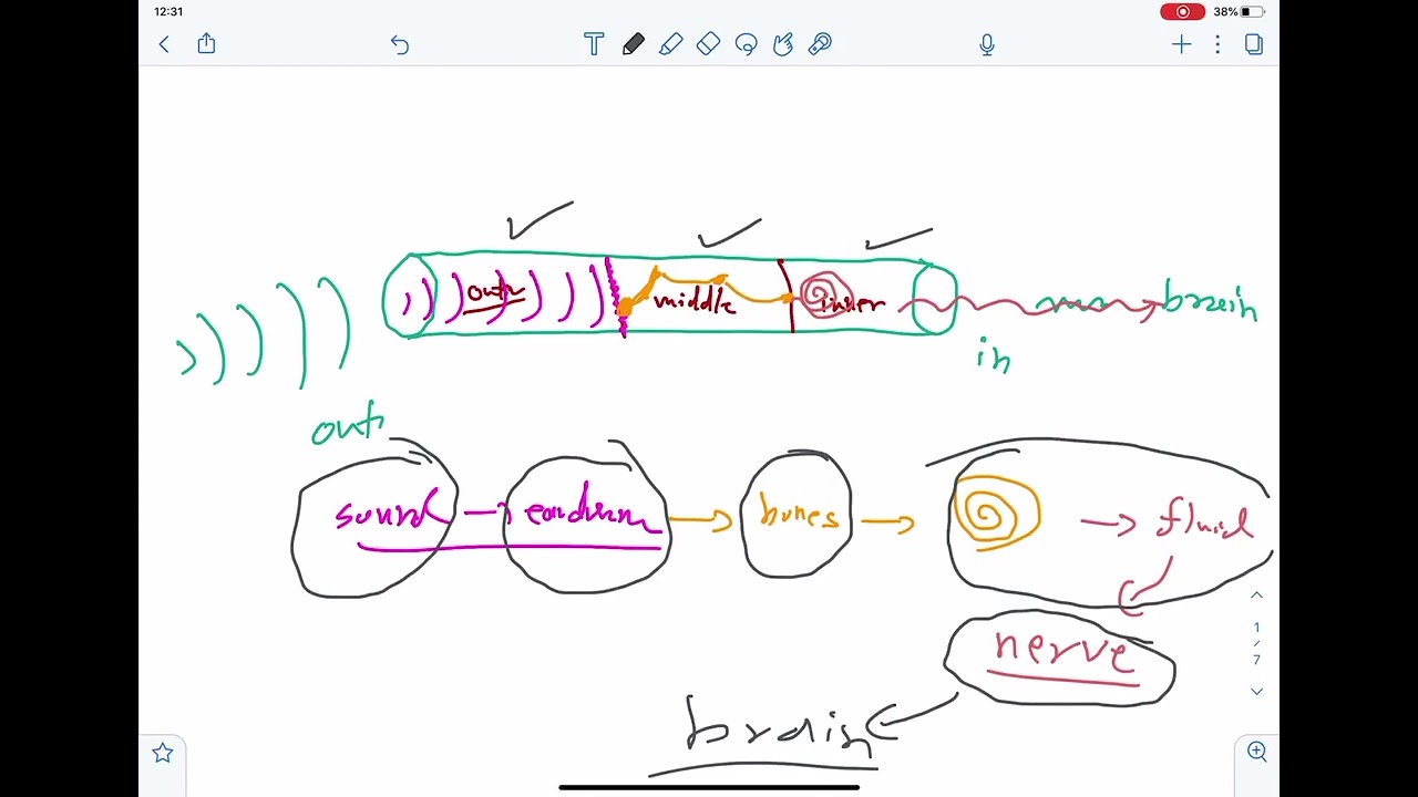فيزيا طبيه/Ear and hearing/الجزء الاول /جامعه البصره كليه طب الزهراء