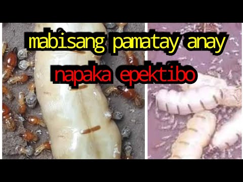 Video: Paano Mapupuksa Ang Hukbo