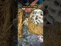 White Dots से Mushroom Jungle तक 🍄 | Mushroom Harvesting Reality
