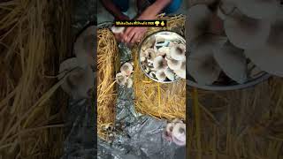 White Dots से Mushroom Jungle तक 🍄 | Mushroom Harvesting Reality