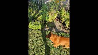 Foxy's Final Play of the Day! @petsmart @Freshpet #petshub #dogs #dogmom #furbaby #lovleypet