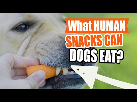 Video: No veterinārārsta: 3 cilvēka uzkodas, kuras var dalīties ar savu suni