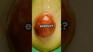 The Shitty Past Of Avocados!🥑 #shorts #didyouknow #facts