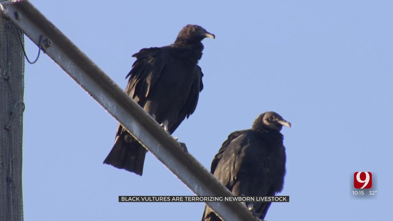 Black Vultures A Growing Threat to Newborn Oklahoma Livestock YouTube