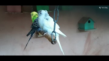 سورة الفاتحة بصيغة فيها سكينة #اكسبلور