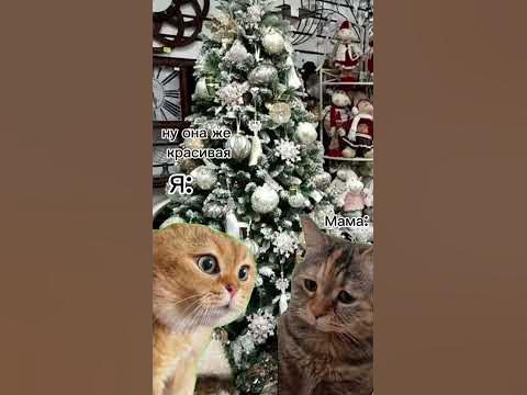 #мемкоты #котымем #новыйгод #2024 #хочуврек - YouTube