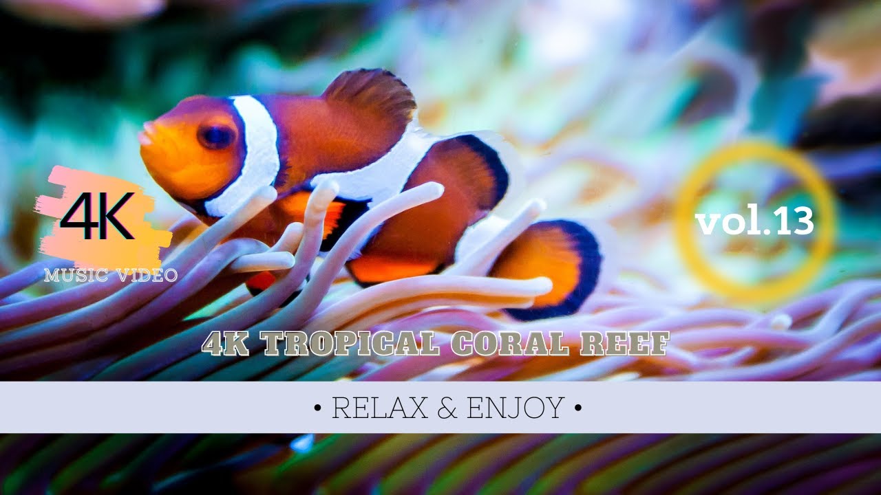 4K tropical coral reef fauna