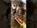 Tabby cat stares at mouse eating ham!🐱🐹🐱🐹#cute #cat #catlife # #mousemurah#cute #cat #funny
