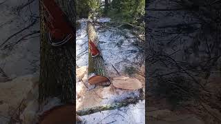 Leaning Hemlock tree Winter logging 🤙 #shorts #lumberjack #chainsaw #tree #snow #woods #forest #logs