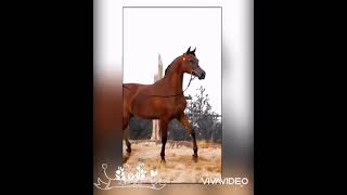 اجمل حالات واتس خيول عربية اصيلة