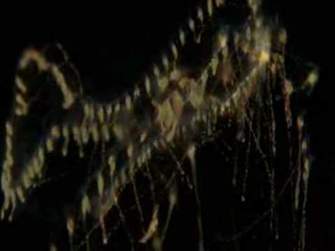 The Last Dinosaur Chords