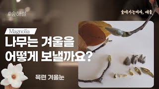 나무는 어떻게 겨울을 보낼까요? ㅣ목련의 겨울눈ㅣ숲해설가, 애플