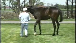 超激レア！早い者勝ち！YAMA-G Ｃ−ＷＡＬＫレッスンビデオ Famous Japanese Select Sale Walking Vidoes - YouTube