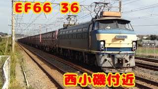 【JR貨物】EF66 36 西小磯付近