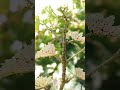 الإصابة بحسرة المن في العنب   