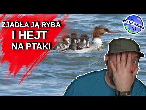 Birds Pulled from the NET (001)