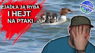 Ptaki wyłowione z SIECI (001)