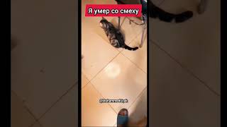 Смешное Видео С Котами #Cats #Cat #Funnycats #Кот