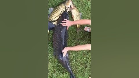 Thủy Quái 43kg, 1m40 . Trắm ốc hồ Yên Mỹ, Thanh Hóa