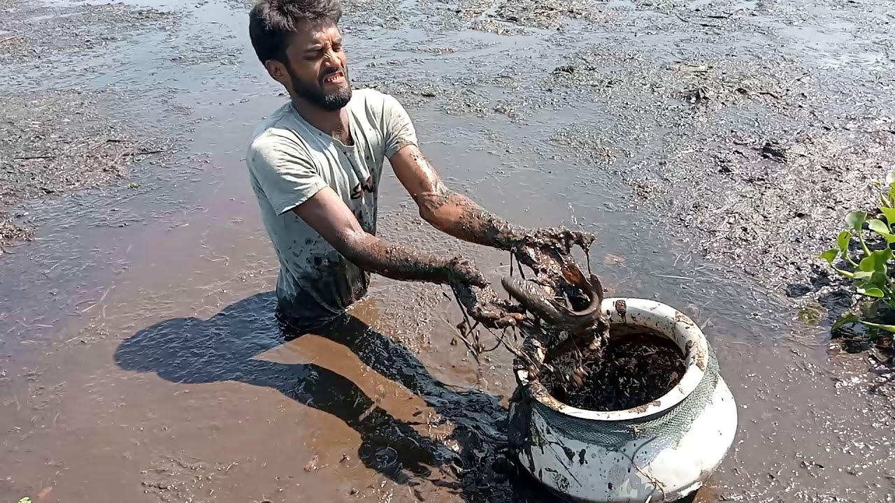 Giant Snakehead Murrel Fish Catching Is Very Easy For Him | Best Hand Fishing