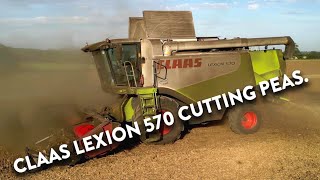 4Kᵁᴴᴰ Harvest 2024: Claas Lexion 570 cutting peas with a Sund header in Suffolk.