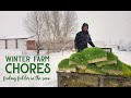 Winter Farm Chores | Feeding Fodder in the Snow