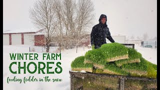 Winter Farm Chores | Feeding Fodder in the Snow