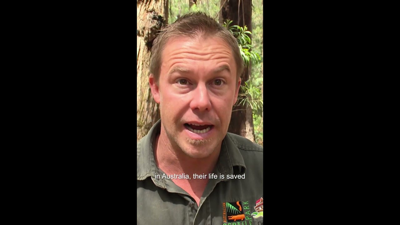 Handling The Deadliest Spider In World Bondi Vet Shorts