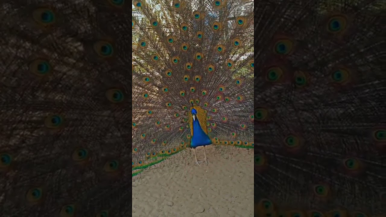 peacock 
