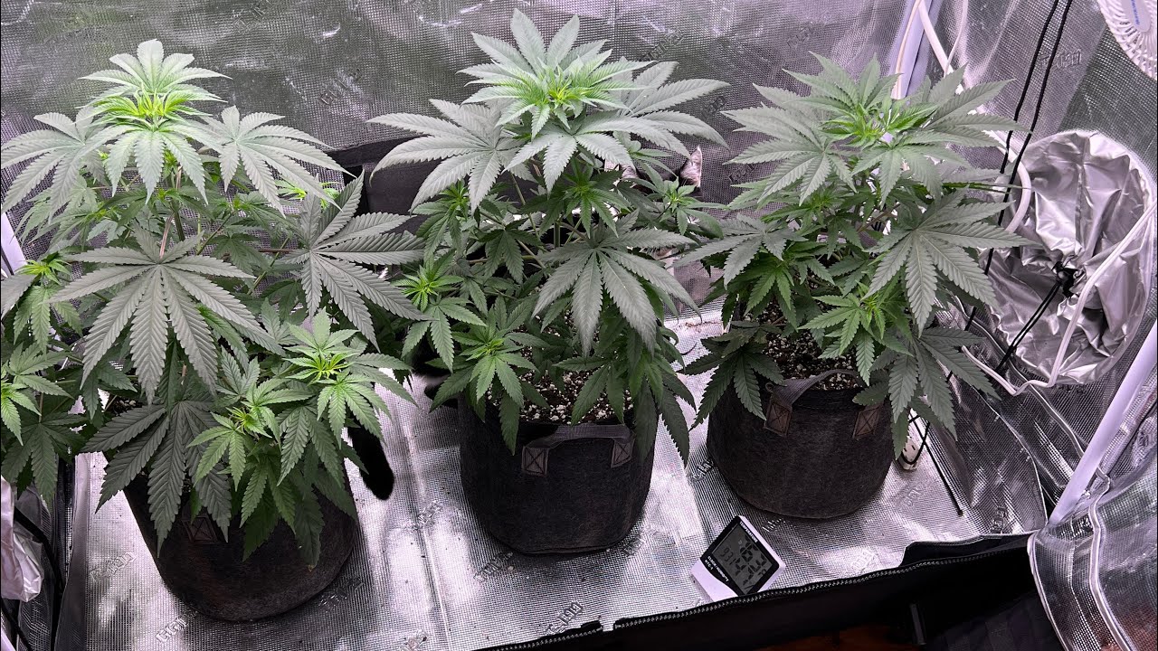 Grow Strong Cup WK 6~Transitioning from Veg to Flower~Kyles Skywalker OG~ KindLED X420 Review
