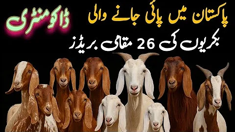 26 Beautiful Goat Breeds Found in Pakistan