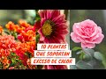 Top 10 de plantas que soportan el calor exagerado | Jardin Diaz