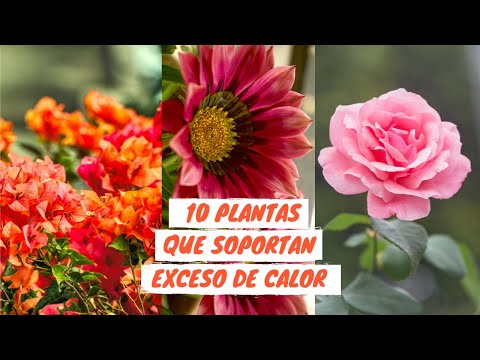 Video: ¿Qué tipo de plantas crecen en climas tropicales?