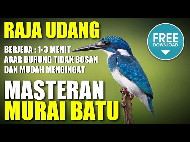 MASTERAN MURAI BATU 🔴 SUARA RAJA UDANG berjeda 1-3 menit class=