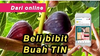 CARA MENANAM BUAH TIN DARI AWAL || Cara menanam bibit Buah Tin dari online