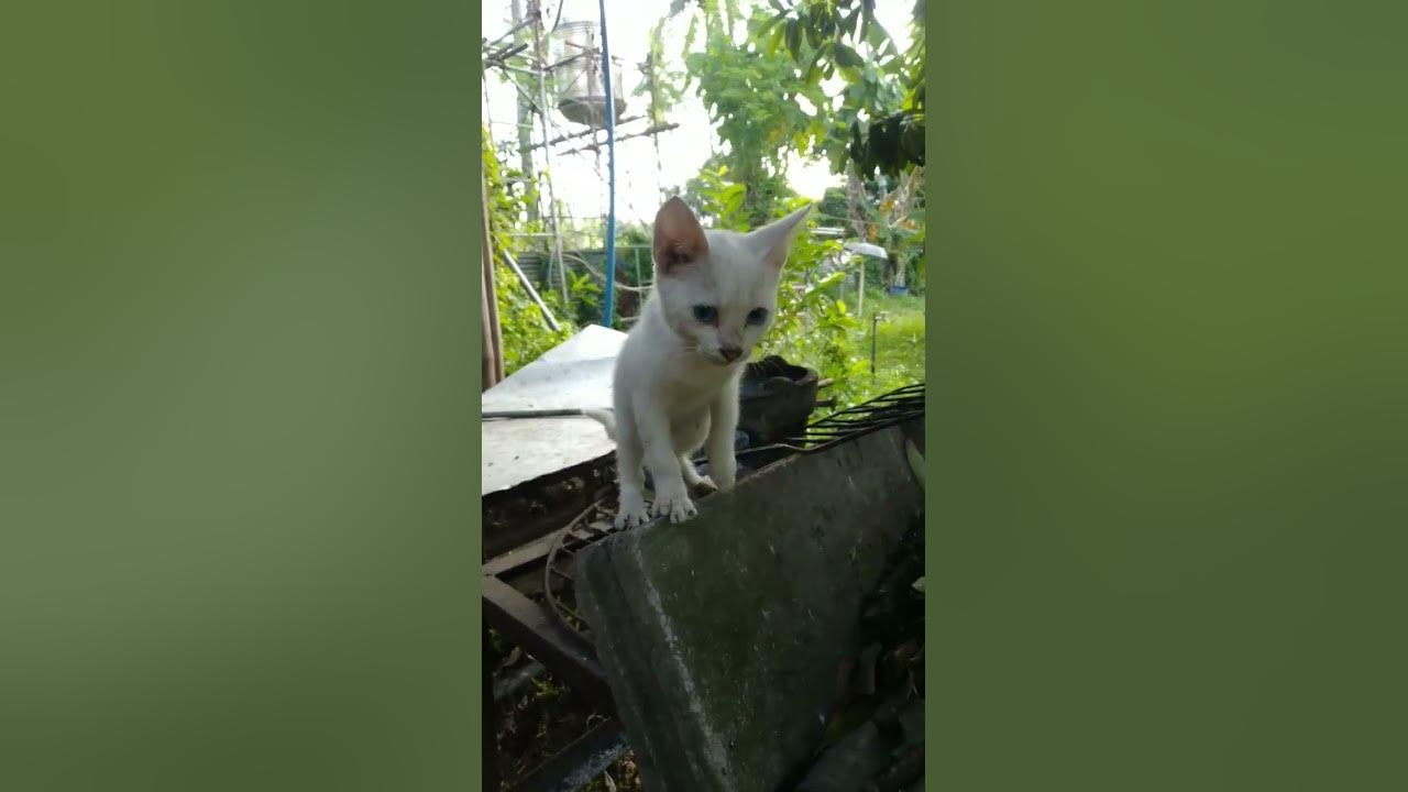 adopted-kitten-following-me-youtube