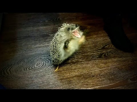Супер наглый Ёжик Феня!) [Super arrogant Hedgehog Fenya!!]