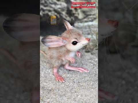 الجربوع مخلوقات عجيبة