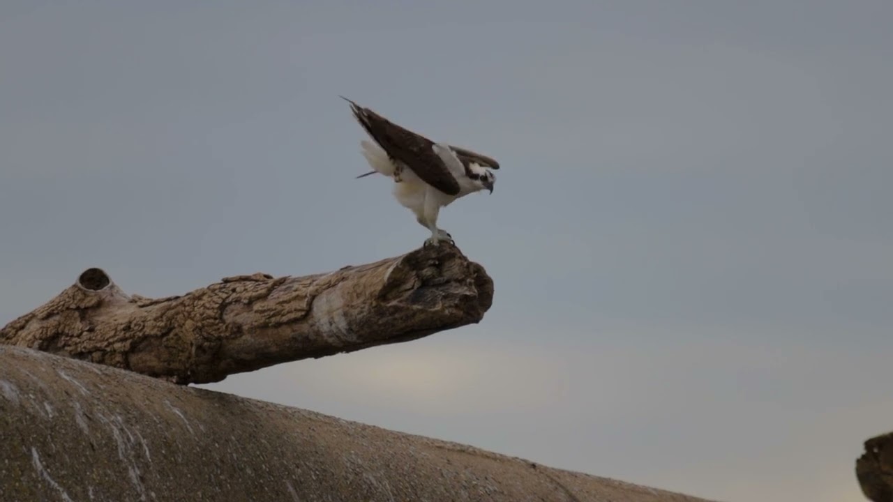 Osprey in the backyard of Falls of the Ohio National Wildlife Conservation Area 