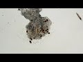 Amoeba ruptures cell membrane... and dies
