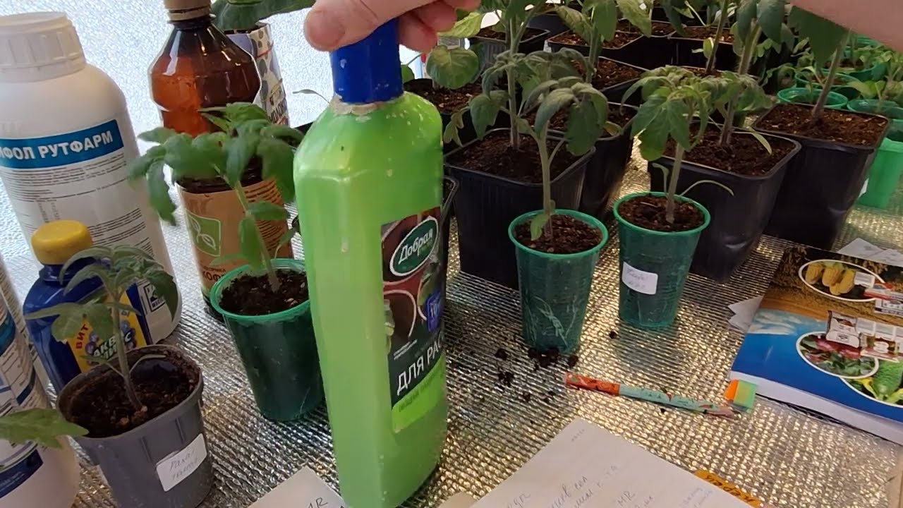 Мои подкормки рассады томатов. Рассада радует!!!