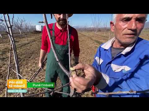 Video: Mbillja e pemëve të ahut - Llojet e pemëve të ahut për peizazhin