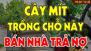Chớ Dại Trồng CÂY MÍT Ở Vị Trí Này Kẻo Cả Gia Đình LỤI BẠI, Đen Đủi Triền Miên Tiền Bạc Thất Thoát