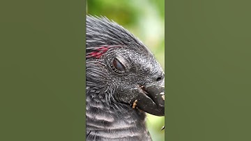 How Birds Navigate Using Earth
