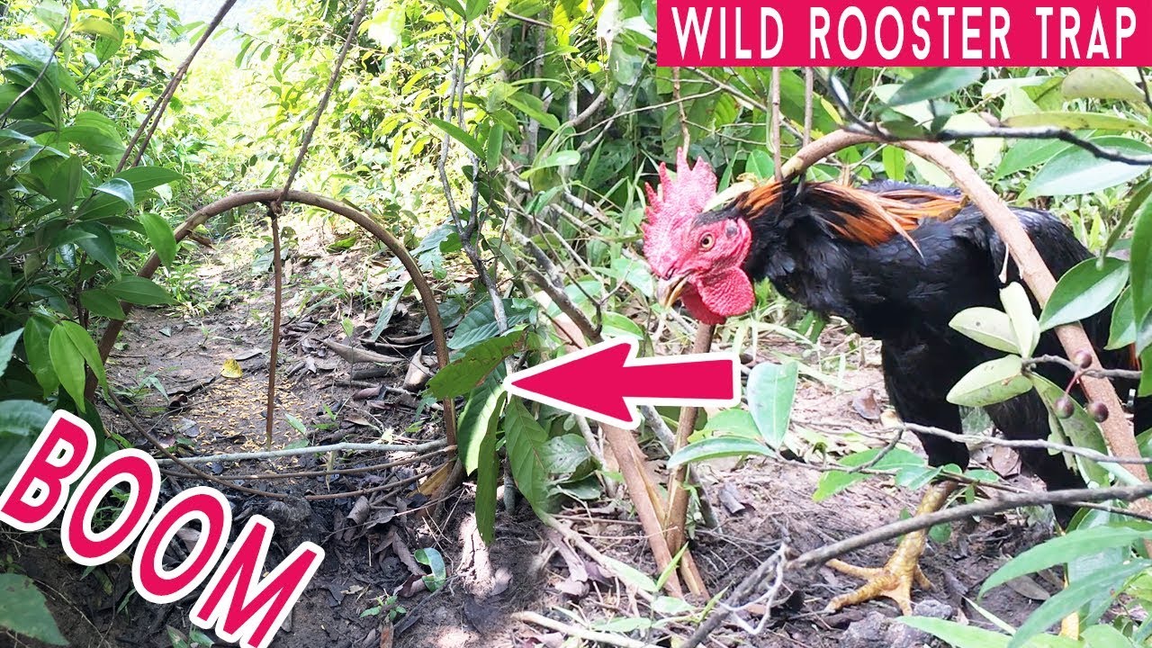 Amazing Quick Wild Rooster Trap Using Wild Wire and Tree, Best Trap Ever, Easy Trap How To Make