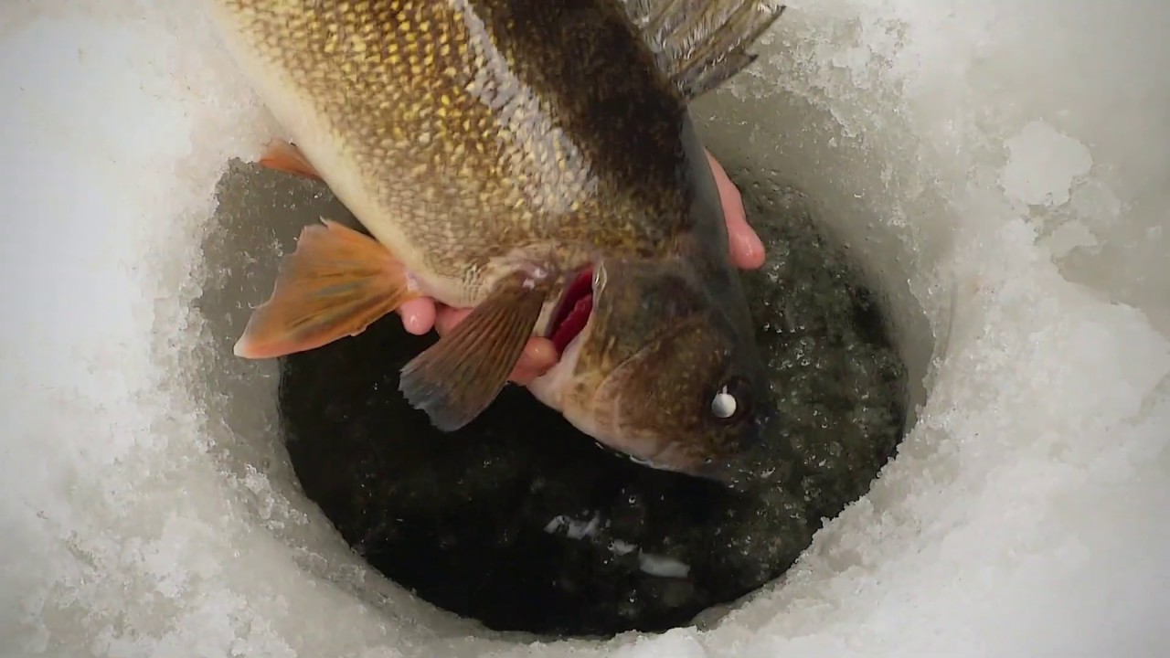 Shiver Minnow Winter Walleyes Jigging Tips 