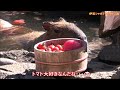 カピバラ （伊豆シャボテン動物公園篇①）栄養満点「トマトの湯」