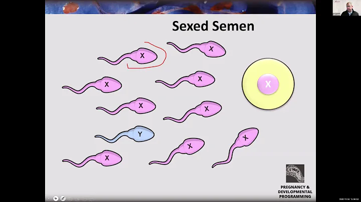 Utilizing Sexed Semen in Beef AI and ET Programs -...