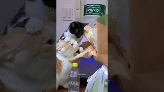 Best Cat Moments Of 2025