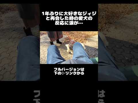 1年ぶりに大好きなジィジとの再会で涙が… #shorts  #トイプードル #dog